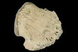 Hadrosaur Ungal (Claw) - Alberta (Disposition #-) #183273-3